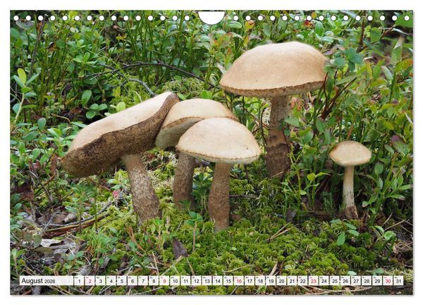 Produktbild: Pilze - tolle Funde (Wandkalender 2026 DIN A4 quer), CALVENDO Monatskalender