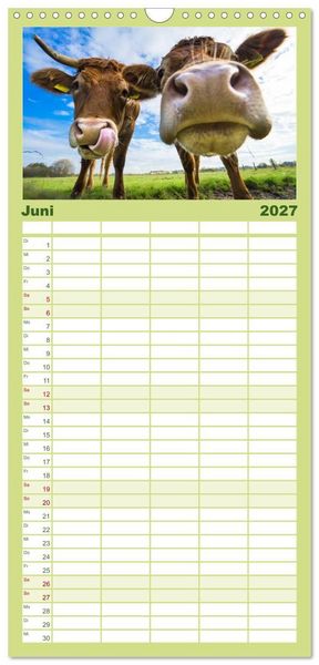 Produktbild: Familienplaner 2027 - Kuhckst du? mit 5 Spalten (Wandkalender, 21 x 45 cm) CALVENDO