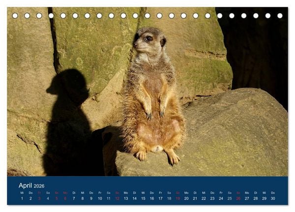Produktbild: Erdm&auml;nnchen - Zusammen sind wir stark (Tischkalender 2026 DIN A5 quer), CALVENDO Monatskalender