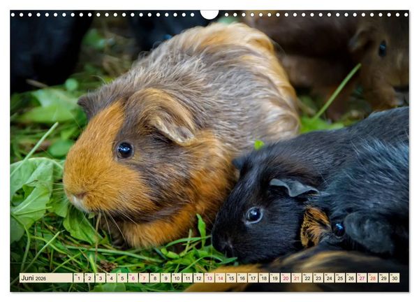 Produktbild: Meerschweinchen - so s&uuml;&szlig; (Wandkalender 2026 DIN A3 quer), CALVENDO Monatskalender