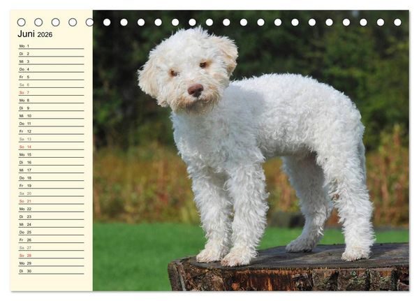 Produktbild: Lagotto Romagnolo - Italienischer Tr&uuml;ffelhund (Tischkalender 2026 DIN A5 quer), CALVENDO Monatskalender