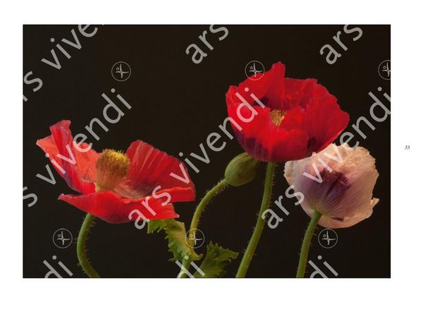 Produktbild: Poesie der Blumen
