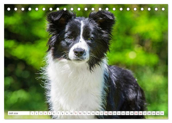 Produktbild: Border Collie - Das Universalgenie unter den Hunden (Tischkalender 2026 DIN A5 quer), CALVENDO Monatskalender