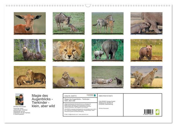 Produktbild: Magie des Augenblicks - Tierkinder - klein, aber wild (Wandkalender 2026 DIN A2 quer), CALVENDO Monatskalender