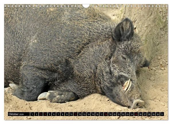 Produktbild: Der Schweinekalender (Wandkalender 2026 DIN A3 quer), CALVENDO Monatskalender
