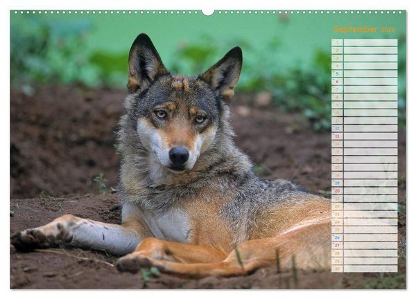 Produktbild: Tiere des Waldes (Wandkalender 2026 DIN A2 quer), CALVENDO Monatskalender