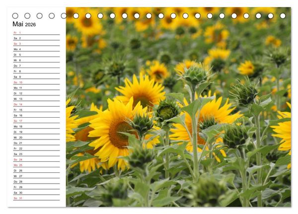 Produktbild: Sonnenblumen Impressionen (Tischkalender 2026 DIN A5 quer), CALVENDO Monatskalender