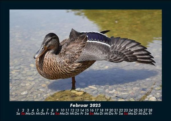 Produktbild: Welt der V&ouml;gel 2025 Fotokalender DIN A5