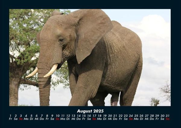 Produktbild: Elefanten - Die sanften Riesen Afrikas 2025 Fotokalender DIN A4