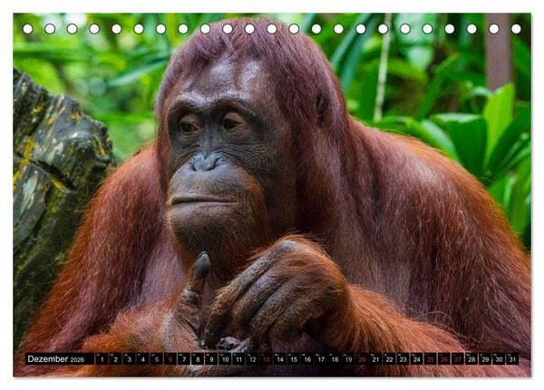 Produktbild: Regenwald &bull; Tiere im Dschungel (Tischkalender 2026 DIN A5 quer), CALVENDO Monatskalender