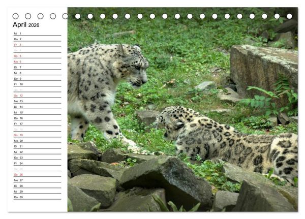 Produktbild: Der Schneeleopard (Tischkalender 2026 DIN A5 quer), CALVENDO Monatskalender