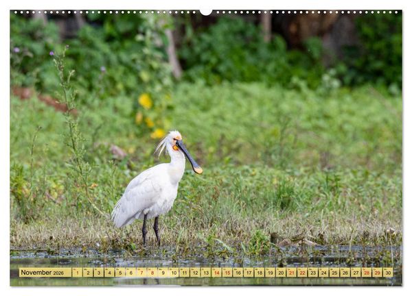 Produktbild: Donaudelta - Europas gro&szlig;es Vogelparadies (Wandkalender 2026 DIN A2 quer), CALVENDO Monatskalender