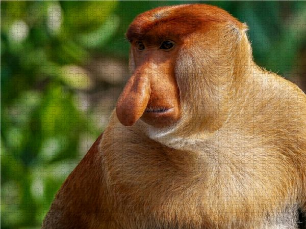 Produktbild: CALVENDO Puzzle Das Alpha-M&auml;nnchen hat mit seiner Riesennase die besten Chancen bei den Weibchen 1000 Teile Lege-Gr&ouml;&szlig;e 64 x 48 cm Foto-Puzzle Bild von Arne W&uuml;nsche