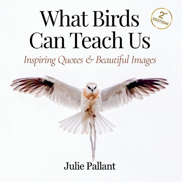 Produktbild: What Birds Can Teach Us