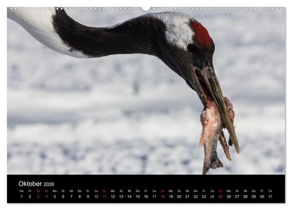 Produktbild: Mandschurenkraniche (hochwertiger Premium Wandkalender 2026 DIN A2 quer), Kunstdruck in Hochglanz