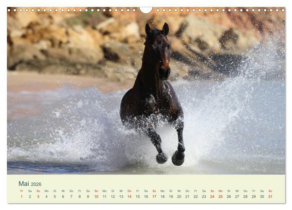 Produktbild: PFERDE & MEER (Wandkalender 2026 DIN A3 quer), CALVENDO Monatskalender
