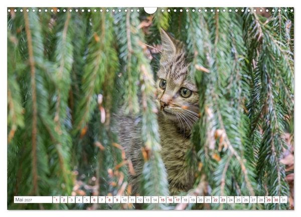 Produktbild: Wildkatzen - die anmutigsten Raubiere in Europa. (Wandkalender 2027 DIN A3 quer), CALVENDO Monatskalender