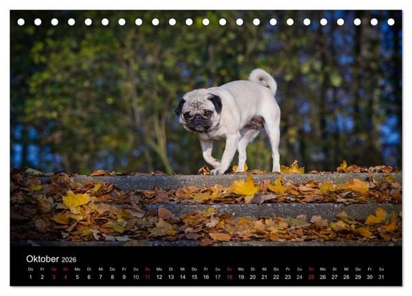 Produktbild: Mops 2026 (Tischkalender 2026 DIN A5 quer), CALVENDO Monatskalender