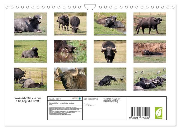 Produktbild: Wasserb&uuml;ffel - In der Ruhe liegt die Kraft (Wandkalender 2026 DIN A4 quer), CALVENDO Monatskalender