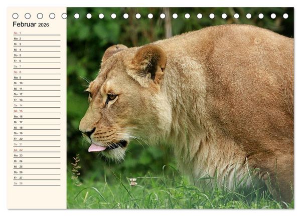 Produktbild: L&ouml;wen (Tischkalender 2026 DIN A5 quer), CALVENDO Monatskalender