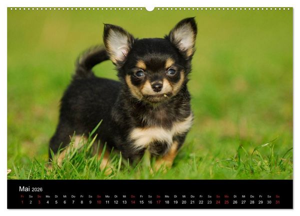 Produktbild: Chihuahua - Kleine Hunde ganz gro&szlig; (hochwertiger Premium Wandkalender 2026 DIN A2 quer), Kunstdruck in Hochglanz