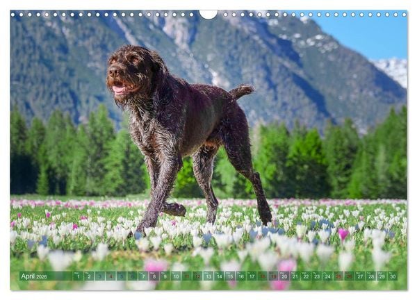 Produktbild: Pointer Power (Wall Calendar 2026 DIN A3 landscape), CALVENDO 12 Month Wall Calendar