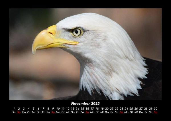 Produktbild: Adler 2025 Fotokalender DIN A3