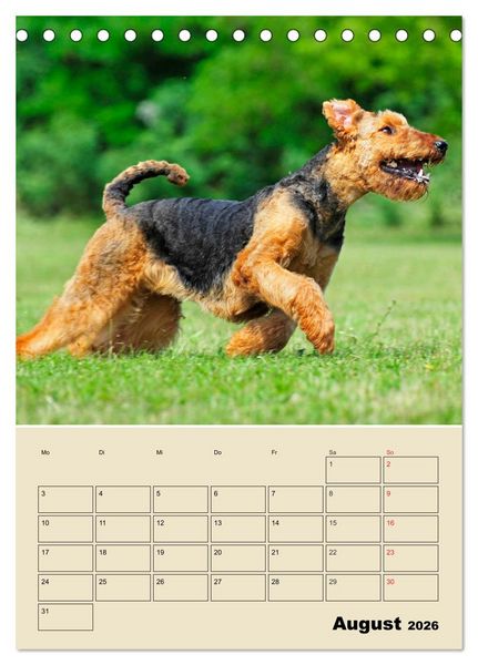 Produktbild: Airedale Terrier - Temperament auf 4 Pfoten (Tischkalender 2026 DIN A5 hoch), CALVENDO Monatskalender