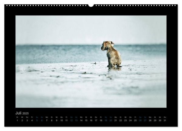 Produktbild: Elli Pirelli... aus dem Leben eines fr&ouml;hlichen Pinscher-Dackel-M&auml;dels (hochwertiger Premium Wandkalender 2025 DIN A2 quer), Kunstdruck in Hochglanz