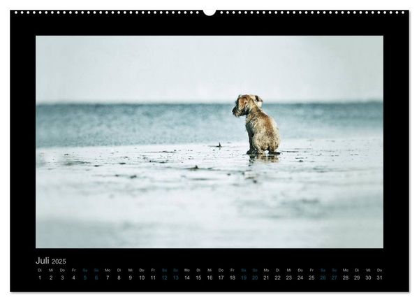 Produktbild: Elli Pirelli... aus dem Leben eines fr&ouml;hlichen Pinscher-Dackel-M&auml;dels (Wandkalender 2025 DIN A2 quer), CALVENDO Monatskalender