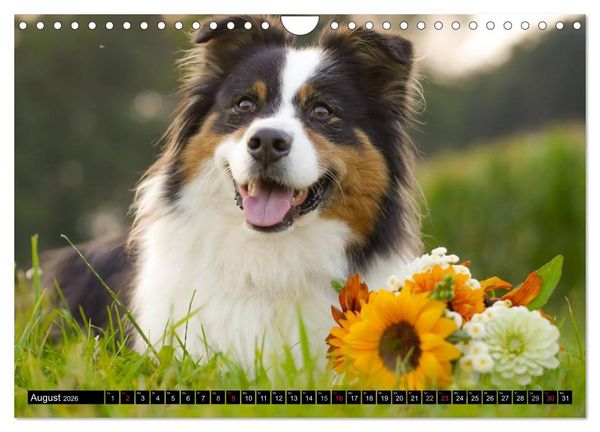 Produktbild: Australian Shepherd - Lebensfreude auf vier Pfoten (Wandkalender 2026 DIN A4 quer), CALVENDO Monatskalender