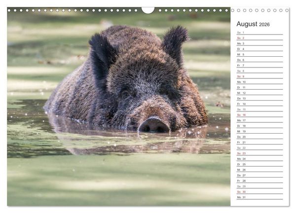 Produktbild: Emotionale Momente: Wild und Jagd. (Wandkalender 2026 DIN A3 quer), CALVENDO Monatskalender