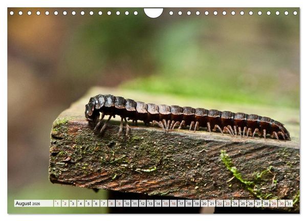 Produktbild: INSEKTEN GANZ NAHE (Wandkalender 2026 DIN A4 quer), CALVENDO Monatskalender