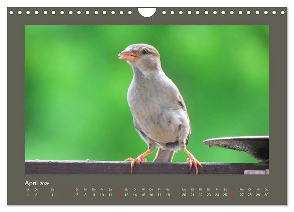Produktbild: Vogelportr&auml;ts - Heimische V&ouml;gel auf meinem Balkon (Wandkalender 2026 DIN A4 quer), CALVENDO Monatskalender