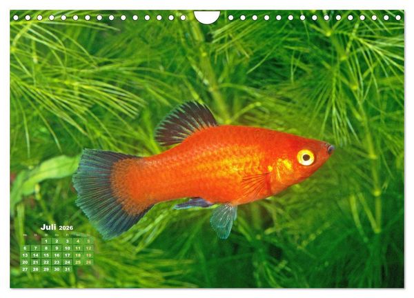 Produktbild: Glanz im Aquarium: S&uuml;&szlig;wasserfische (Wandkalender 2026 DIN A4 quer), CALVENDO Monatskalender