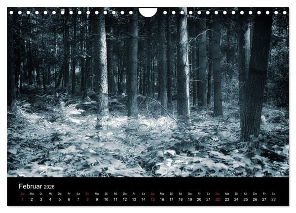 Produktbild: Mystische W&auml;lder (Wandkalender 2026 DIN A4 quer), CALVENDO Monatskalender
