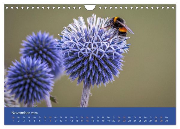 Produktbild: Bezaubernde Tierwelt in freier Natur (Wandkalender 2026 DIN A4 quer), CALVENDO Monatskalender