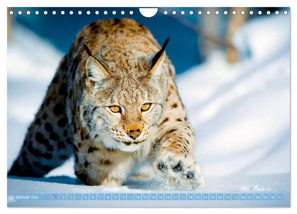 Produktbild: Raubkatzen: Geschmeidige J&auml;ger (Wandkalender 2026 DIN A4 quer), CALVENDO Monatskalender