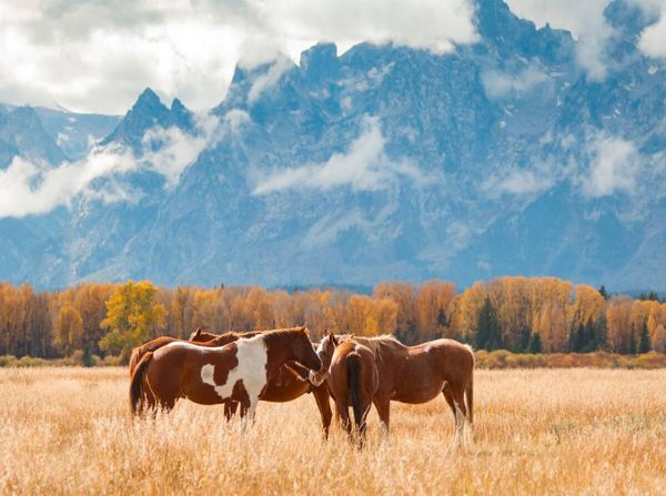 Produktbild: Pferde im Grand Teton National Park (Puzzle)