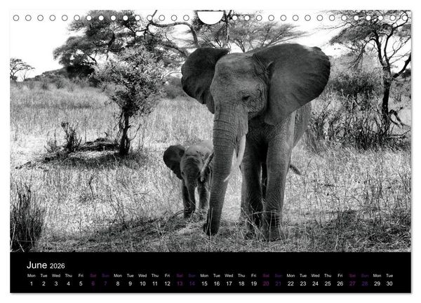 Produktbild: East Africa - Tanzania and Kenya / UK-Version (Wall Calendar 2026 DIN A4 landscape), CALVENDO 12 Month Wall Calendar
