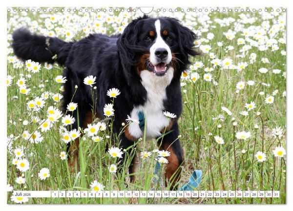 Produktbild: Berner Sennenhunde machen gl&uuml;cklich (Wandkalender 2026 DIN A3 quer), CALVENDO Monatskalender