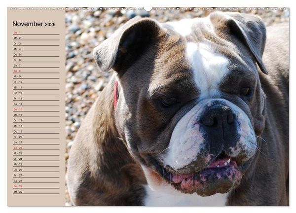 Produktbild: Faszination Bulldogge (hochwertiger Premium Wandkalender 2026 DIN A2 quer), Kunstdruck in Hochglanz