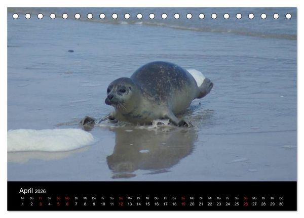 Produktbild: Verspielte Robben (Tischkalender 2026 DIN A5 quer), CALVENDO Monatskalender