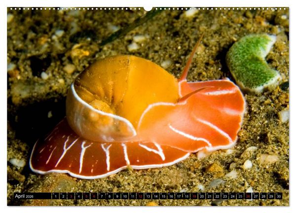 Produktbild: Fische und Meerestiere (hochwertiger Premium Wandkalender 2026 DIN A2 quer), Kunstdruck in Hochglanz
