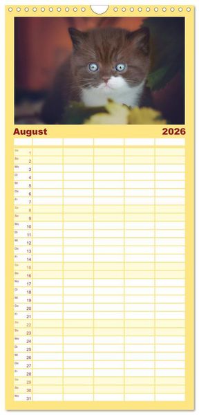 Produktbild: Familienplaner 2026 - Niedliche BKH Katzenkinder mit 5 Spalten (Wandkalender, 21 x 45 cm) CALVENDO