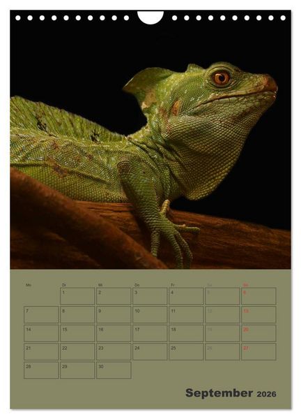 Produktbild: Minidrachen - Die kleinen Nachkommen der Urzeitmonster (Wandkalender 2026 DIN A4 hoch), CALVENDO Monatskalender