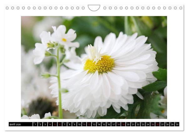 Produktbild: Charmantes fleurs blanches (Calendrier mural 2026 DIN A4 vertical), CALVENDO calendrier mensuel