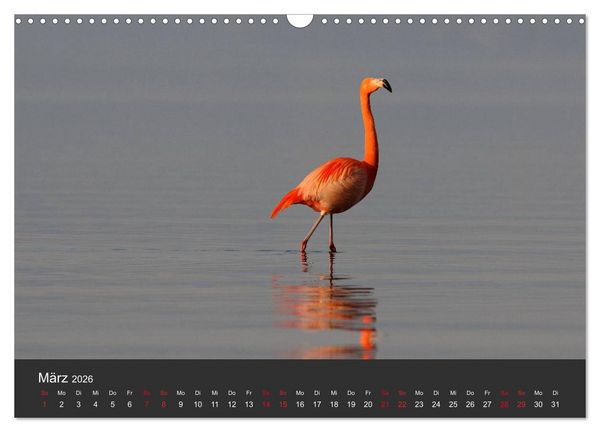 Produktbild: Pretty Flamingo (Wandkalender 2026 DIN A3 quer), CALVENDO Monatskalender