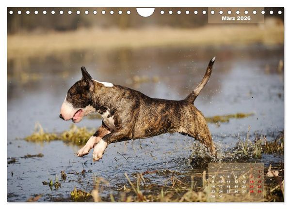 Produktbild: Bullterrier 2026 Frech und fr&ouml;hlich durch das Jahr (Wandkalender 2026 DIN A4 quer), CALVENDO Monatskalender