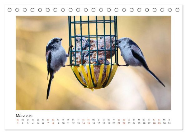 Produktbild: Gefiederte Garteng&auml;ste, Schwanzmeisen (Tischkalender 2026 DIN A5 quer), CALVENDO Monatskalender